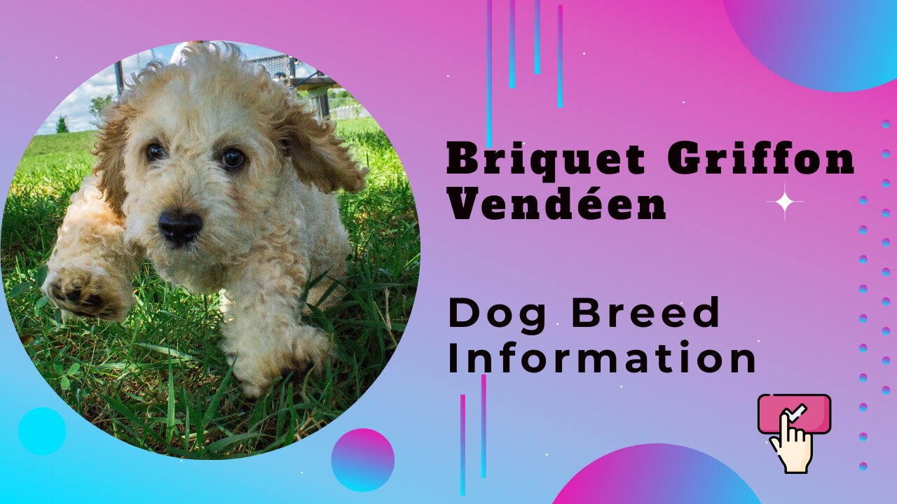 Briquet Griffon Vendéen 101: Complete Breed Guide for Prospective Owners