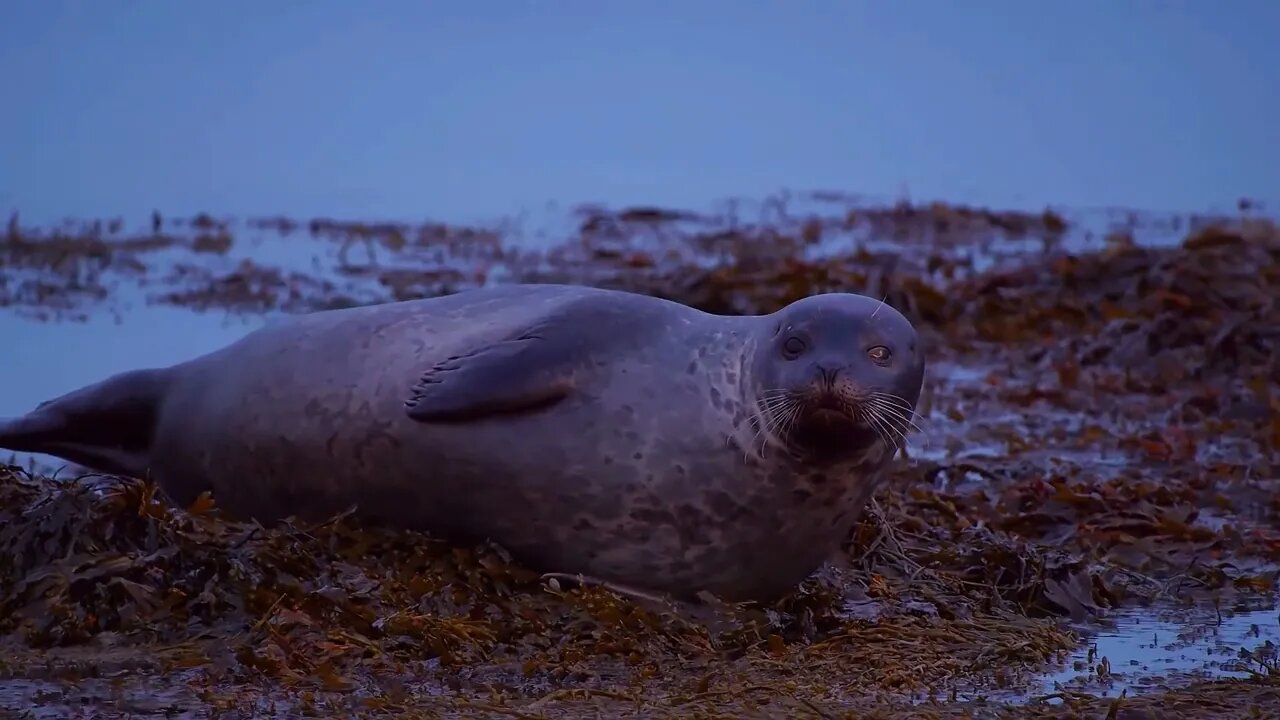 Seals have difficulty walking out of the water