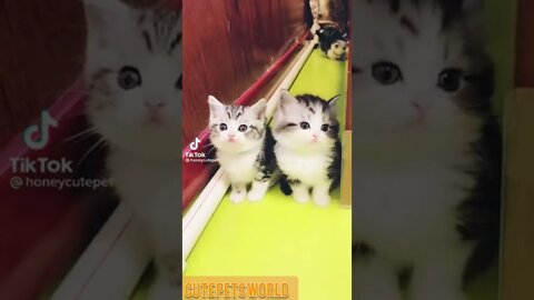 little kittens doing funny things #shorts #funny #tiktok #shorts #puppy