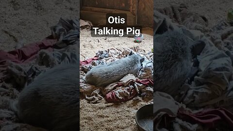 Otis The Talking Pig #best #life #day #pig