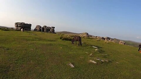 wild ponies Combestone Tor 22nd May 2023