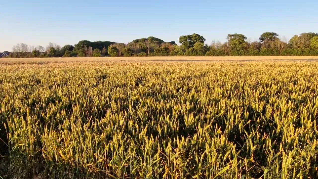 2 minutes of calm relaxation watching a field of wheat.