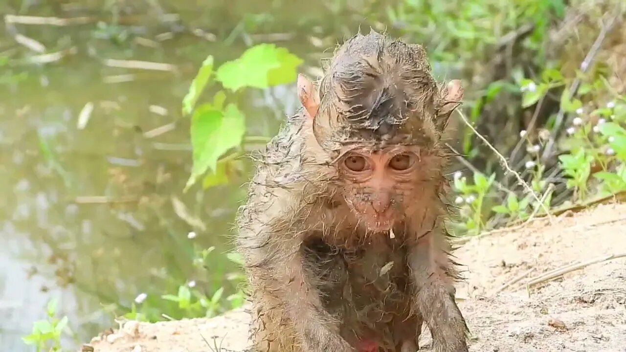 Oh My Goodness! baby kley rises from the ground to eat-6