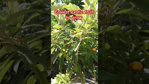 Easiest exotic fruit to grow #viral #shorts #youtubeshort