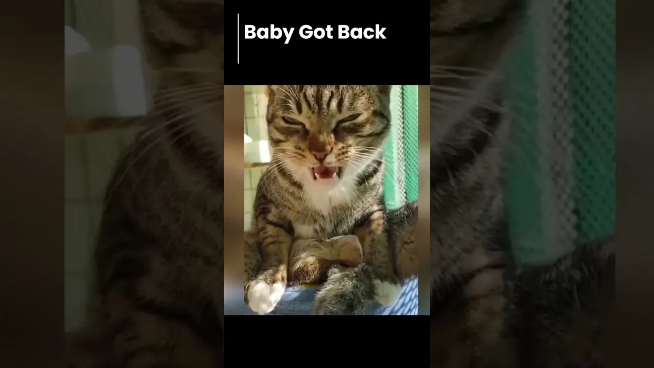 Funniest Cats And Dogs Videos 😂 - Best Funny Animal Videos 2023