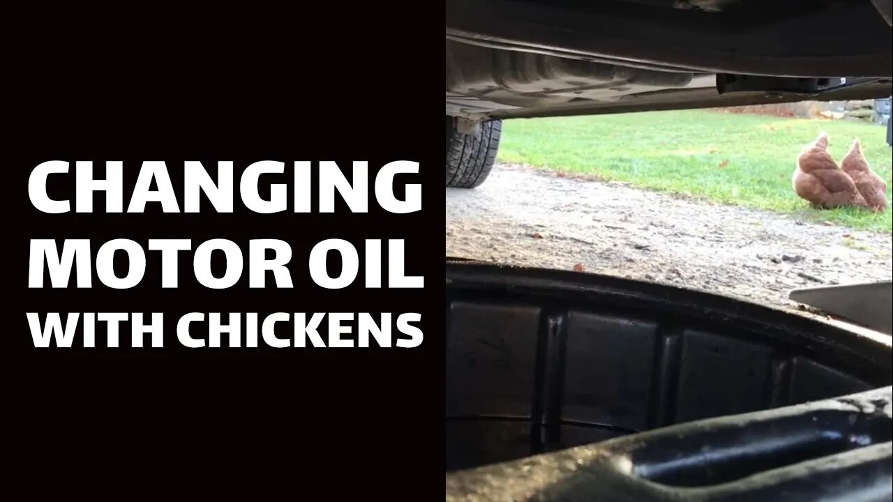 Changing Motor Oil With Chickens