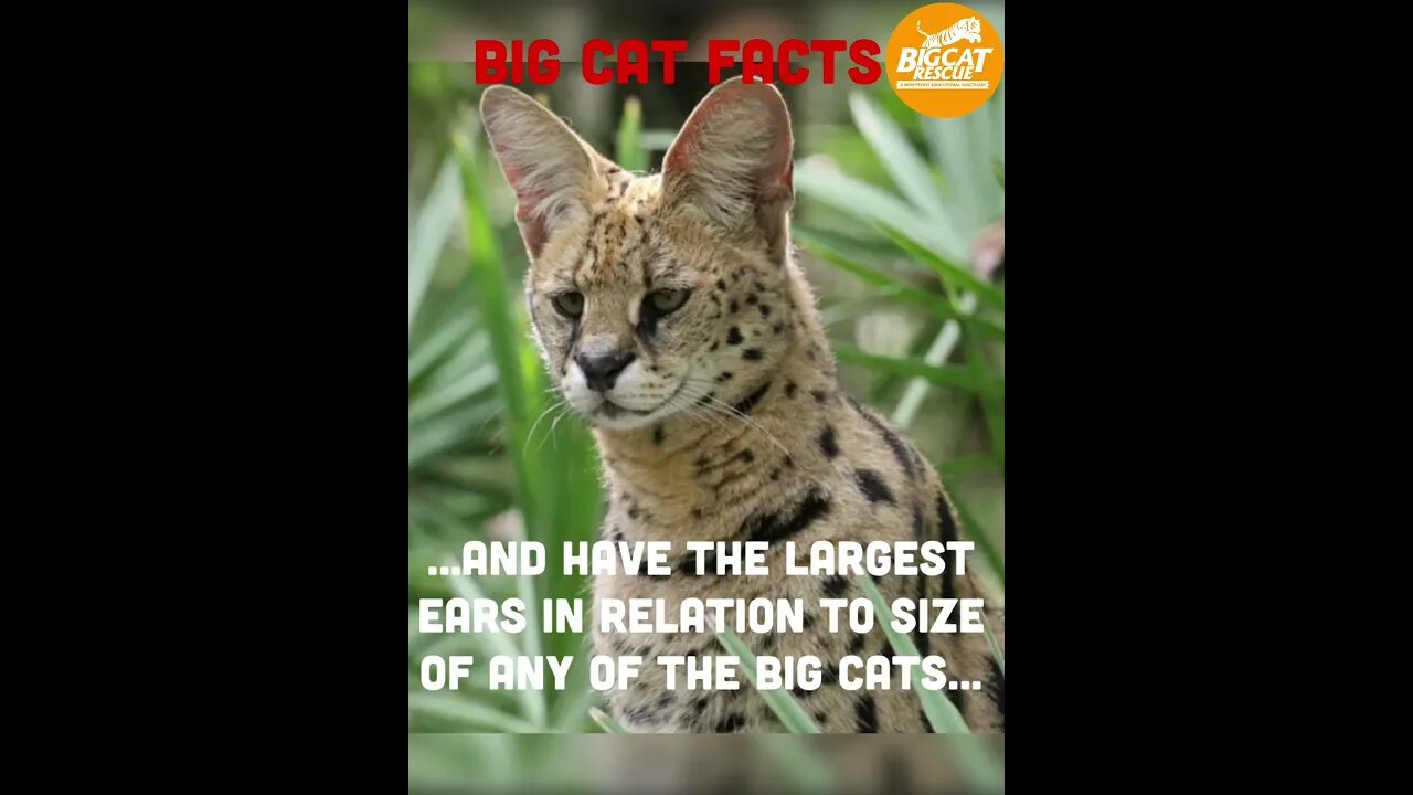 BIG CAT FACTS #4 Serval Facts #bigcatrescue #cats #catvideos #reels #catreels #animalreels #cat