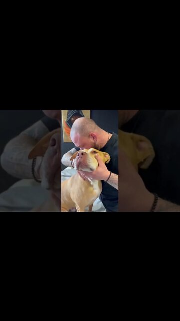 Dog Chiropractor adjust 7 Cervical Vertebrae