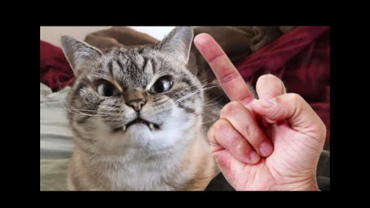 Dog and cat reaction to middle finger