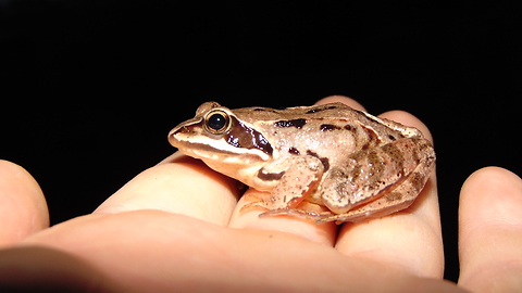 The smallest frog that I saw