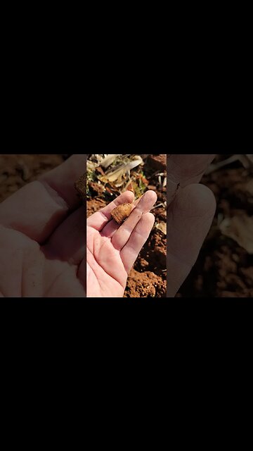 150+ Years of History Sees The Sun Again!