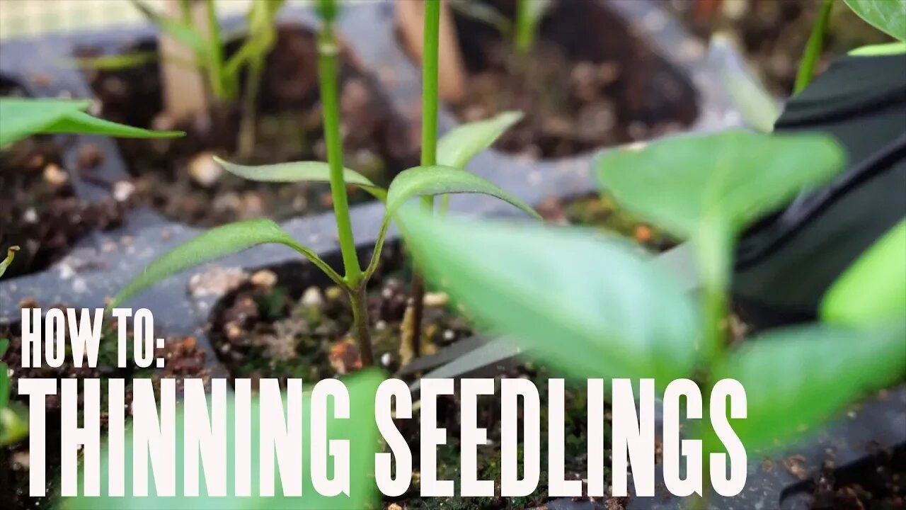 How To Thin Your Started Seedlings