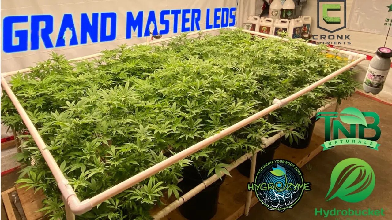 @grandmasterlevel Master Bloom 6 Red Magdalene & Blue Cherry Pie week 3 flower