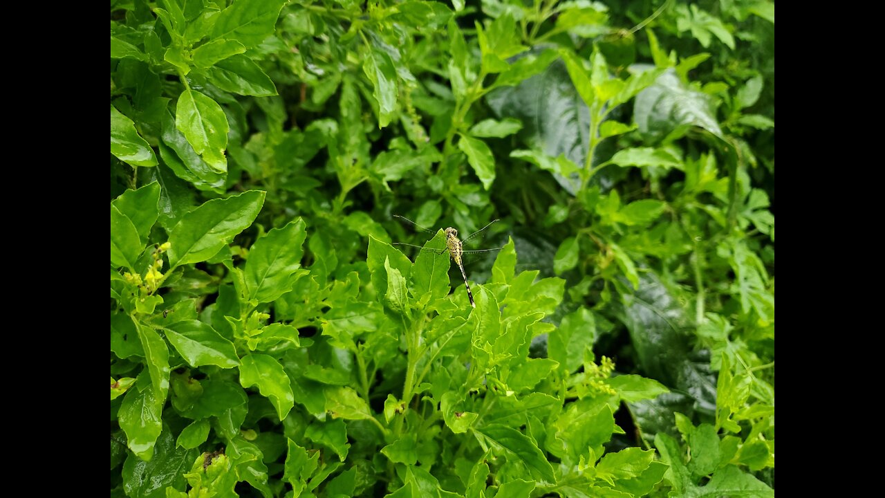 Dragonfly rest on the basil leaf after the rain.