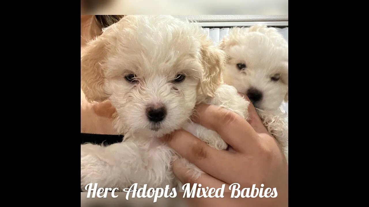 Herc Adopted Mixed Babies