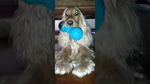 #dogshow , #animals , #dogs , #shorts