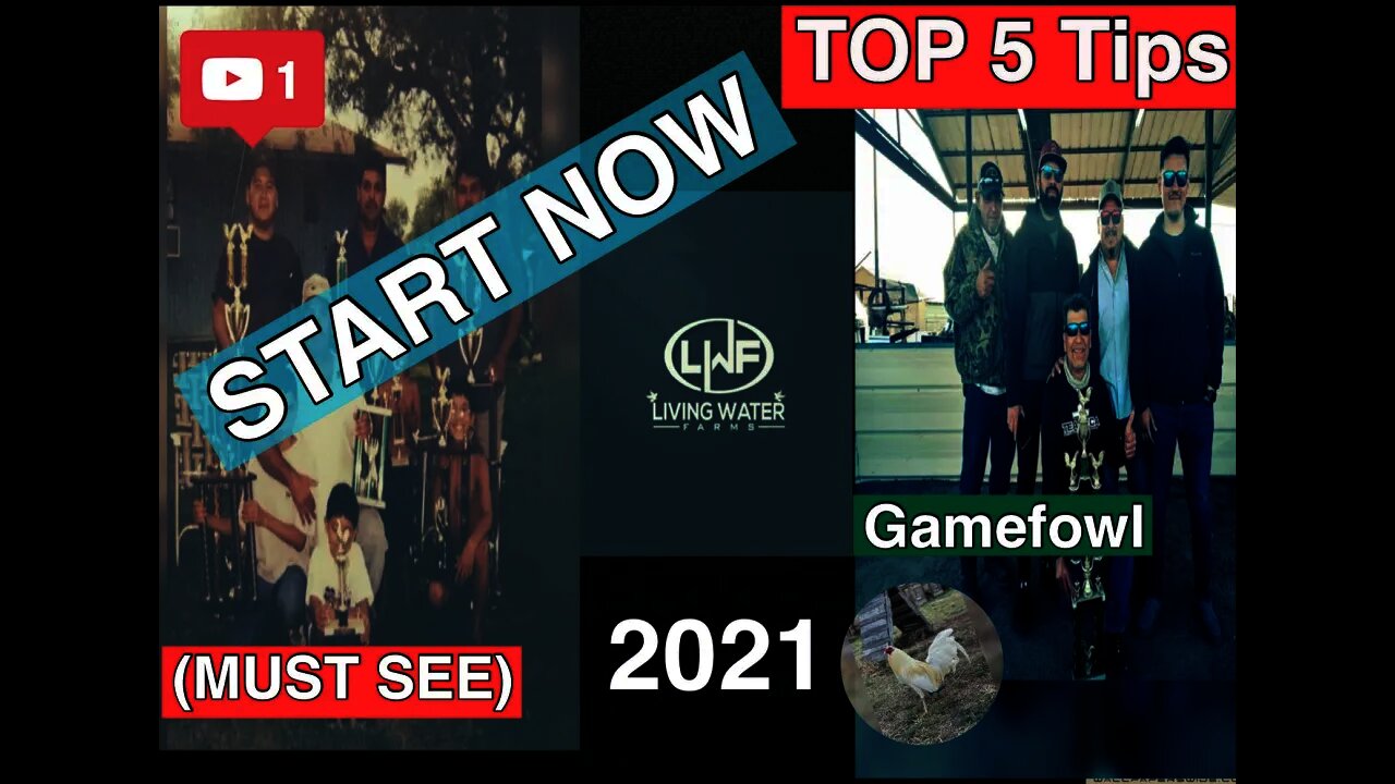 WHY you Should Start a GameFowl Farm in 2021 ( MUST SEE ) TOP 5 TIPS TO GET STARTED