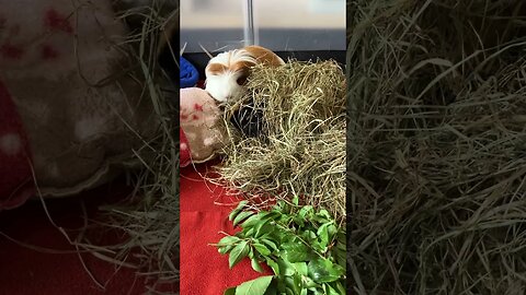 Guinea pigs play hide and seek