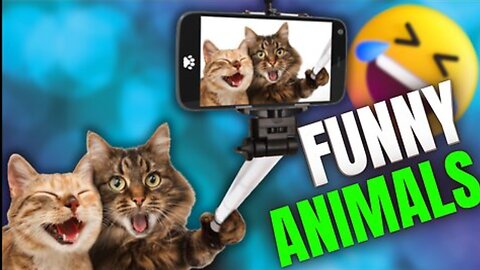 Funny animal videos | Cute animal videos | Funny dog&cat videos | Hilarious pet videos | funny video