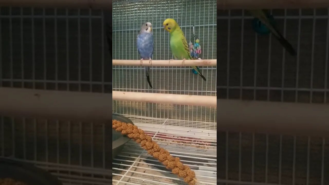 Budgies Cry To Me Too Cute! 💗💝 #shorts #budgies #parakeets #birds