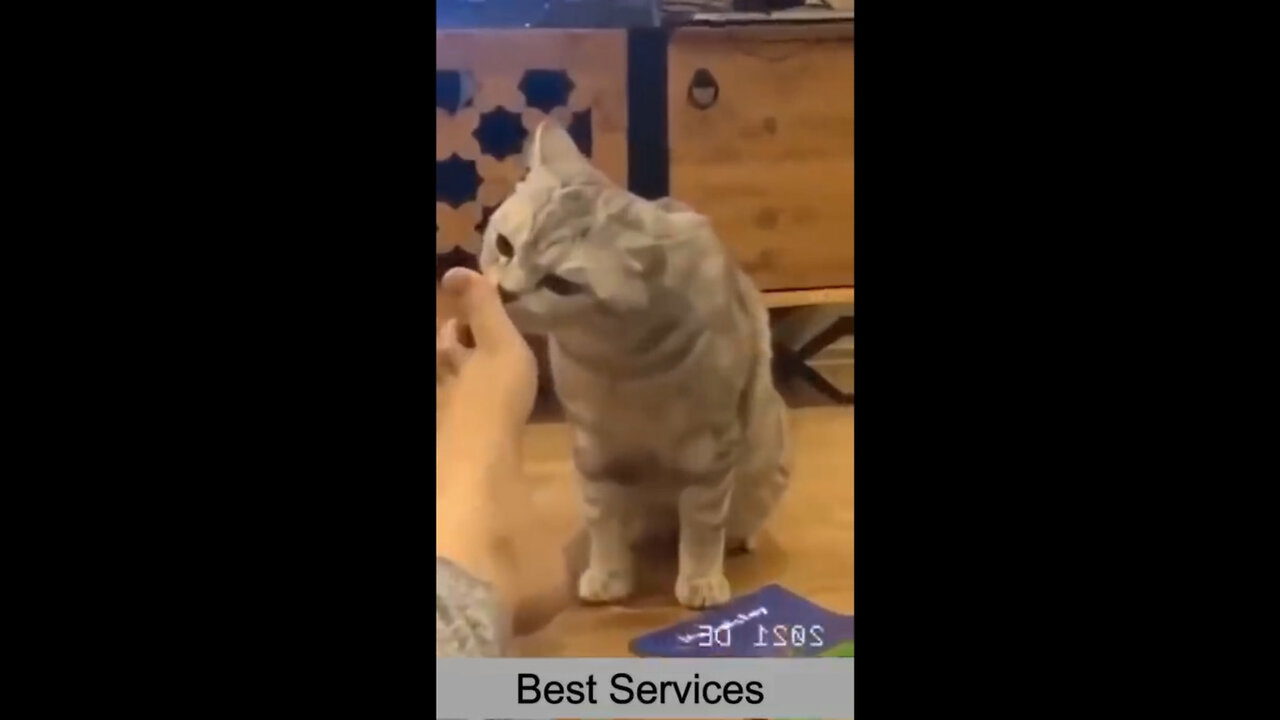 Best Funny Cat Videos | Funniest Cats | Funny Animal Videos