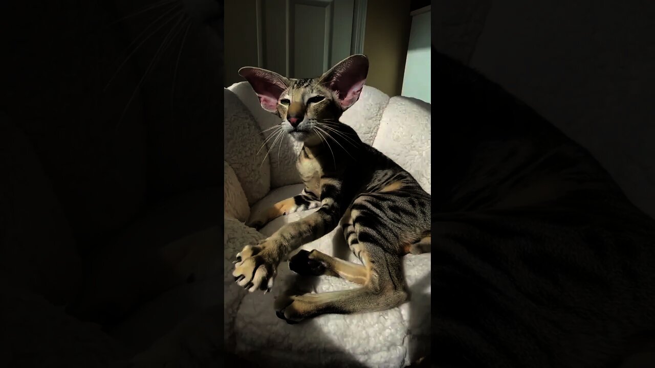 what a weird kitten