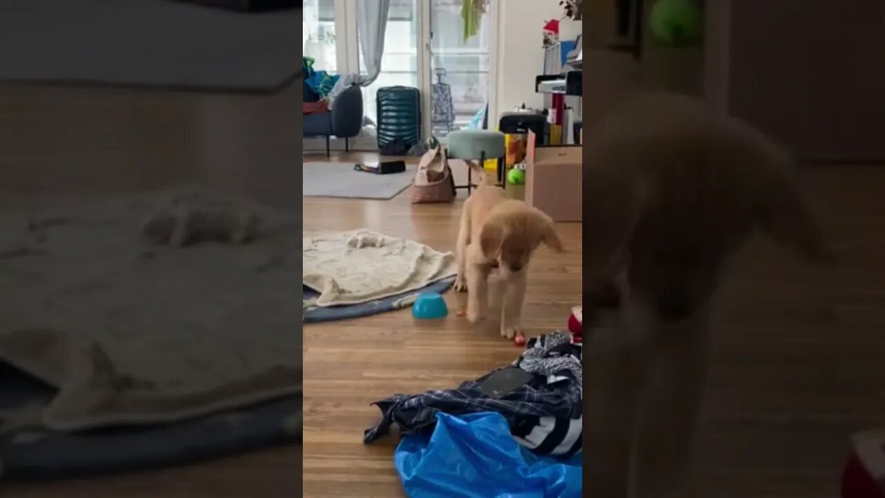 Puppy's first encounter with a strawberry