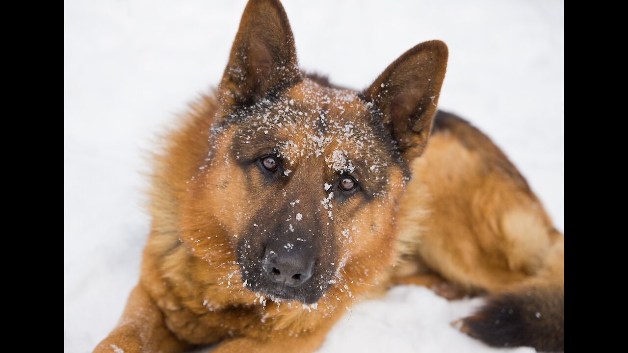 A smart dog cleans the snow in the yard by himself!