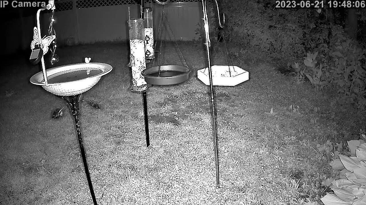 Live Feed Bird & Critter Cam Upstate/Central NY