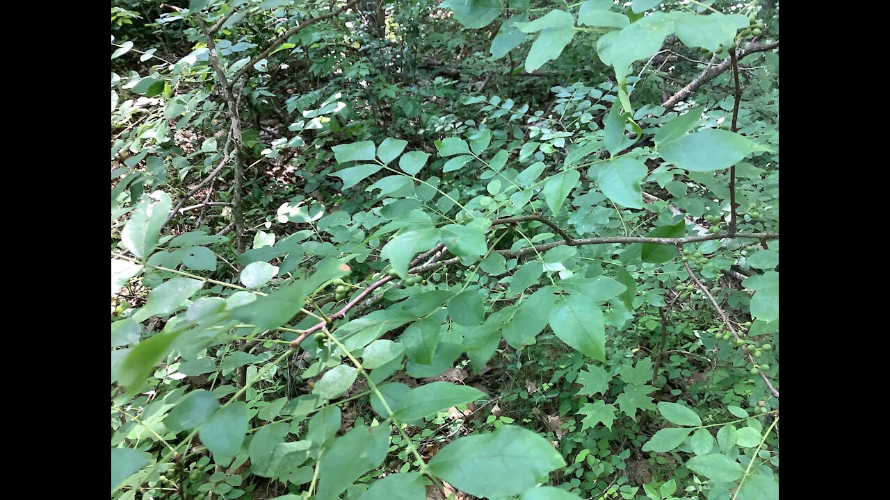 Picking Spicy Peppercorns in Wisconsin 摘北美野生花椒