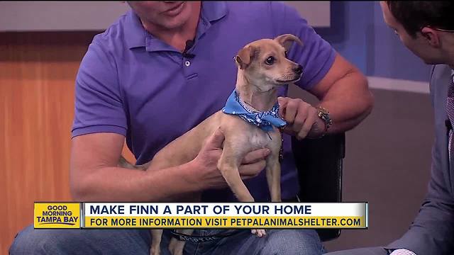 Pet of the week: Finn is a playful 3-year-old Chihuahua mix wants to be adopted