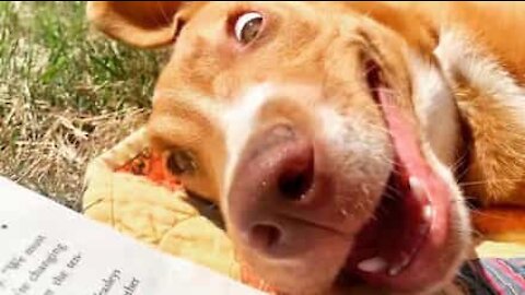 Cadela não consegue evitar parecer culpada