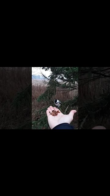 Invite nature in, bird edition