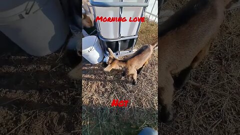 Nellie wants but does not want love #fun #funny #shorts #shortsfeed #shortvideo #spring #farmlife