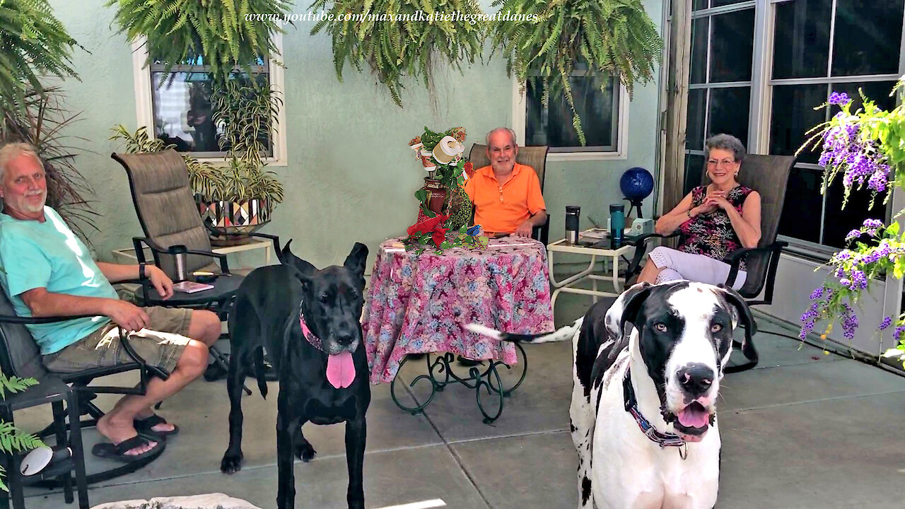 Great Danes Celebrate Social Distanced Mother's Day With Toilet Paper Bouquet