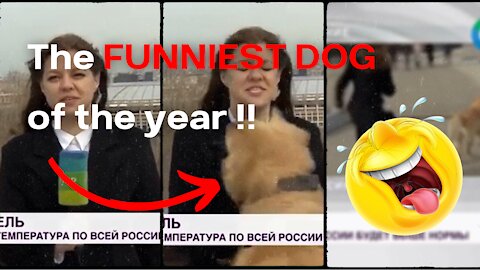 Cute & funny!!! Dog grabs Russian journalist's microphone and runs away!! hauhauhau