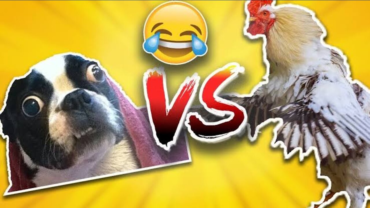 Funny Dog v/s chicken fight. So much funny