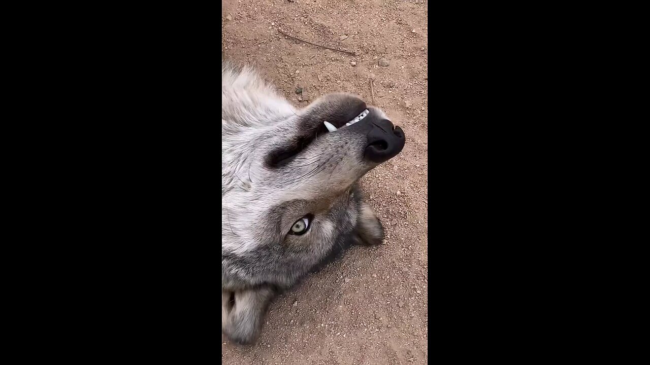 a little wolfis