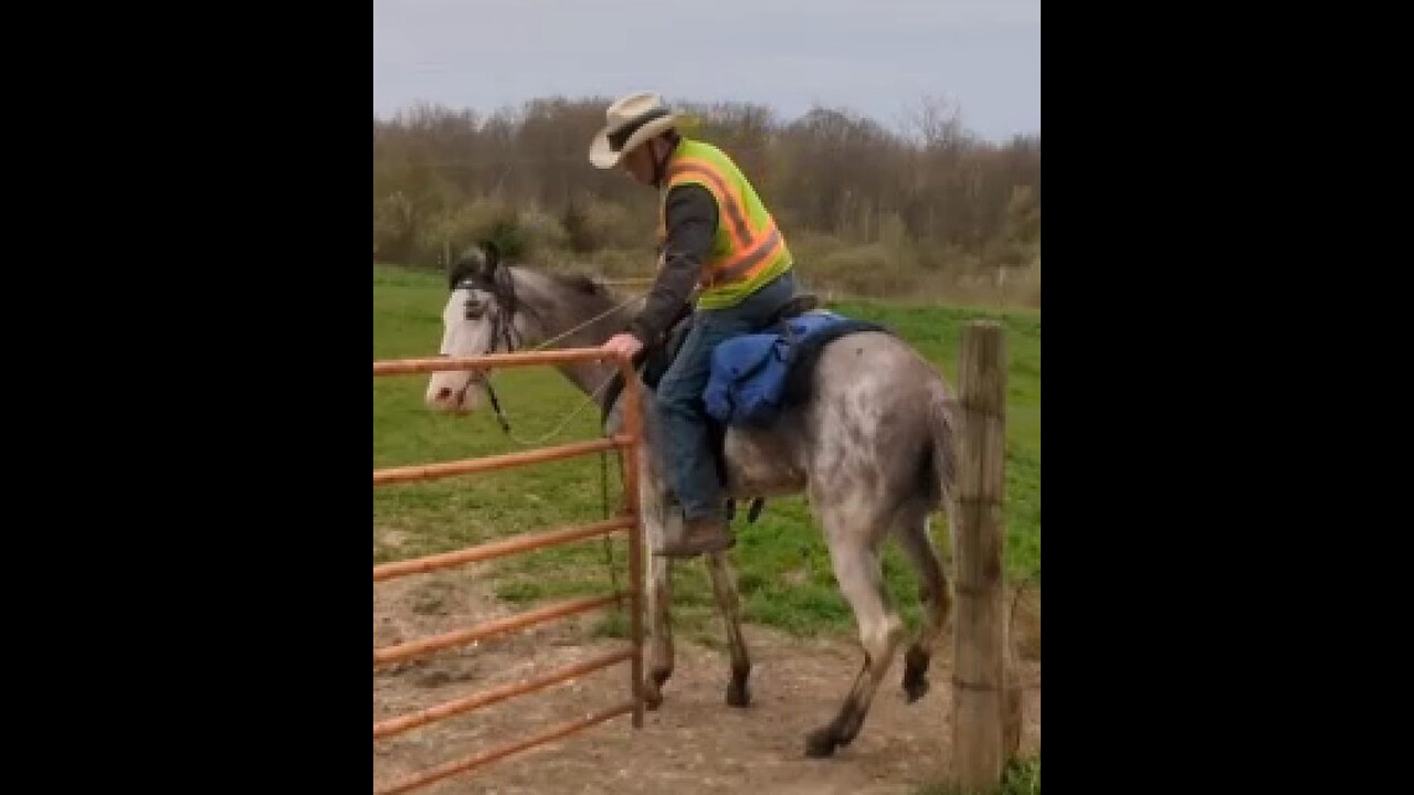 Reign learning to work a gate 26 April 2024