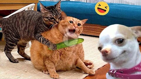 Funny Dogs And Cats Videos 2024 😅 - Best Funniest Animal Videos Of The week