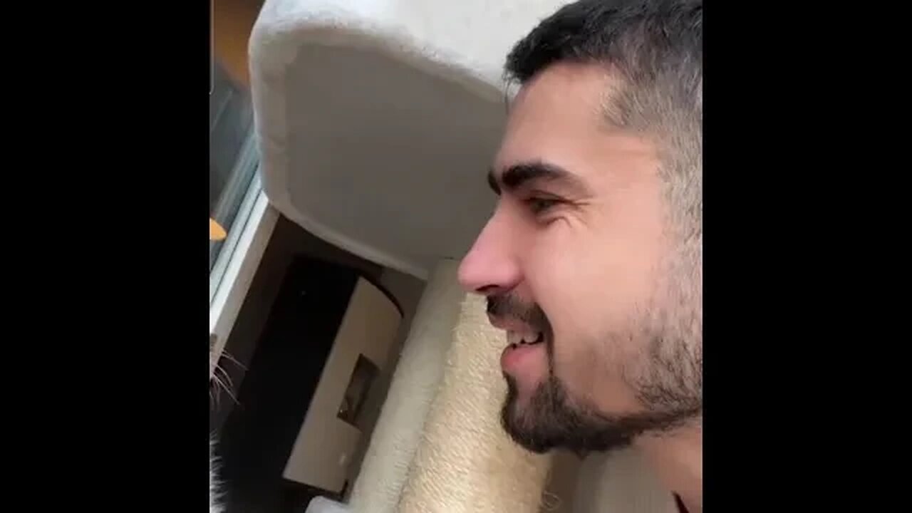 cute cat