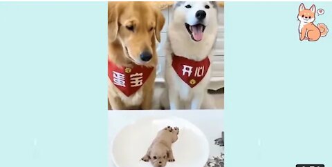 Cute Puppies I Cute Funny and Smart Dogs Compilation I Laag Buddies