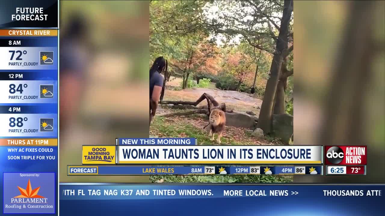 Video: Woman climbs inside lion exhibit at The Bronx Zoo