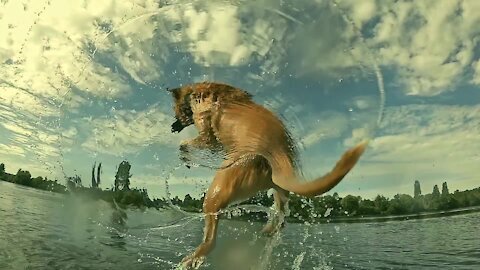 funny dog happy to play in the water