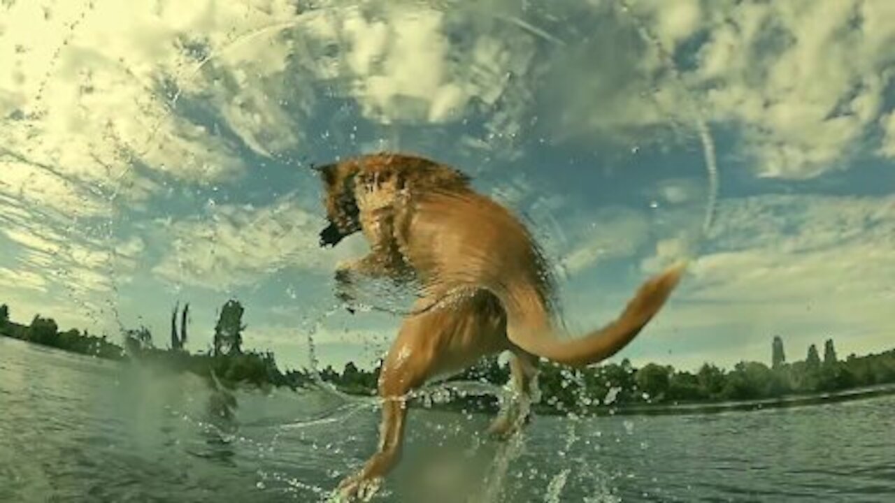 funny dog happy to play in the water