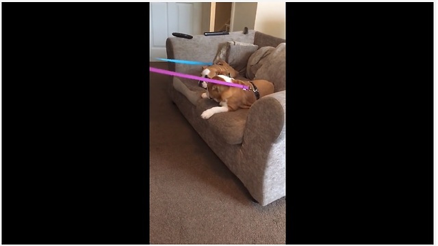 Lazy bulldog puppies refuse to get up for walk