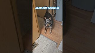 Getting Yelled At #youtube #subscribe #shortsvideo #youtubeshorts #funny #funnyvideo #blueheeler