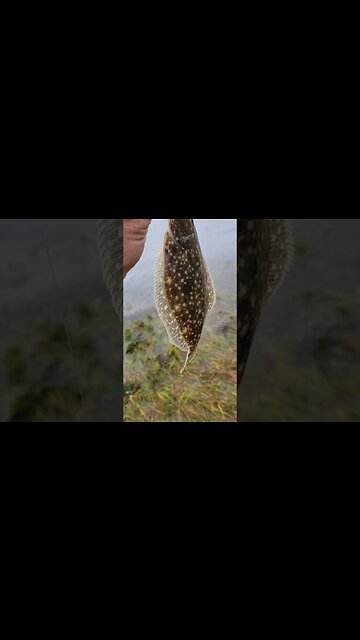 Greatest baby fluke release of all time!