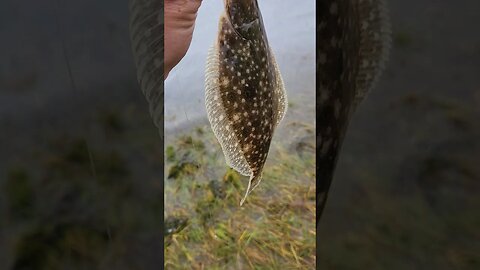 Greatest baby fluke release of all time!