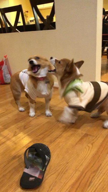 Corgi Yoda & R2D2
